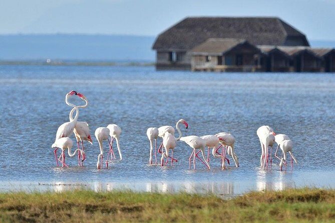 2 Days Amboseli Private Safari - Day 1: Nairobi to Amboseli, then your first round of game viewing