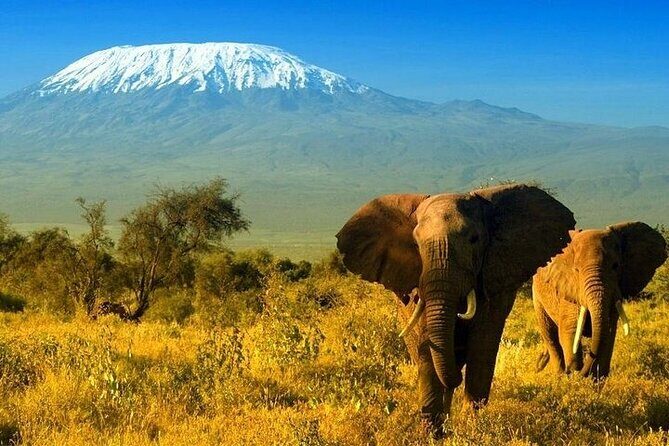 2 Days and 1 Night Amboseli Safari from Nairobi - Amboseli National Park: elephants under Kilimanjaro