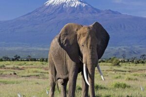 2 Days and 1 Night Amboseli Safari from Nairobi - Logistics: pickups, private vs small group, and how the tour runs