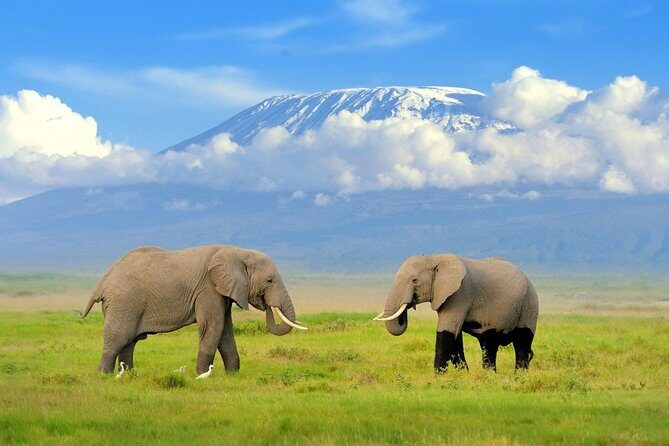 2 days group safari to Amboseli National park (Mon-Wed-Sat only) - Key things I’d watch for before you go