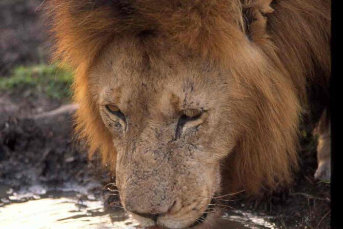 2 days group safari to Amboseli National park (Mon-Wed-Sat only) - The first game drive: afternoon spotting with Kilimanjaro behind you