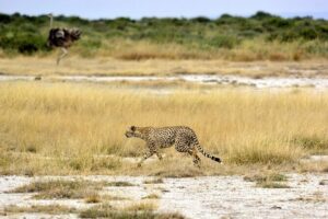 2 days group safari to Amboseli National park (Mon-Wed-Sat only) - Where you sleep: lodge life inside the Amboseli loop