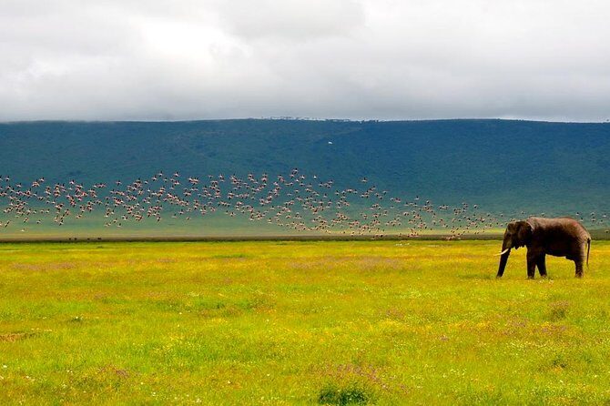 2 days group safari to Amboseli National park (Mon-Wed-Sat only) - Early morning game drive: why day two often feels better