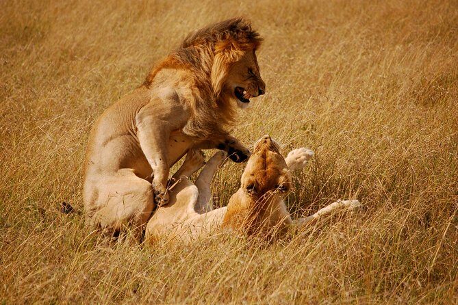 2 days group safari to Amboseli National park (Mon-Wed-Sat only) - Leaving Amboseli: the Nairobi return with Emali lunch stop