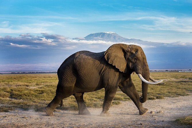2 days group safari to Amboseli National park (Mon-Wed-Sat only) - Price and value: is $200 actually a deal?