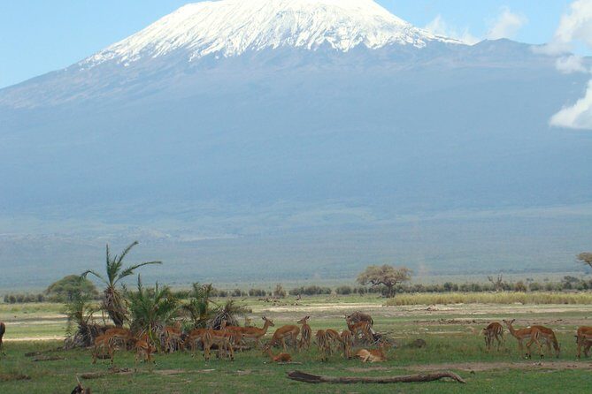 2 days group safari to Amboseli National park (Mon-Wed-Sat only) - Group safari comfort: what “group” really means here