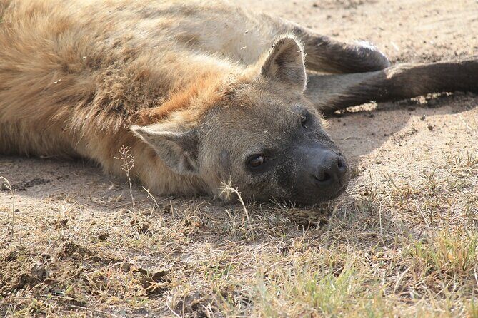 2 days group safari to Amboseli National park (Mon-Wed-Sat only) - Wildlife expectations: how to get the best odds (without stress)
