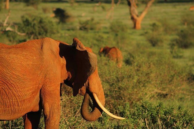 2 Days Safari Tsavo East - Day 1: first game drive, then Voi-area lodge time