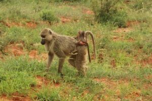 2 Days Safari Tsavo East - Day 2: early morning safari rhythm and the return to Mombasa