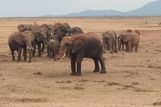 2 Days Safari Tsavo East - What the package includes (and why it changes the value)