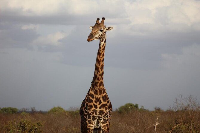 2 Days Safari Tsavo East - Extras not included: what you should plan for