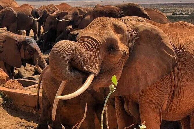 2 Days Safari Tsavo East - Private vehicle, full-board, and the pace you’ll feel