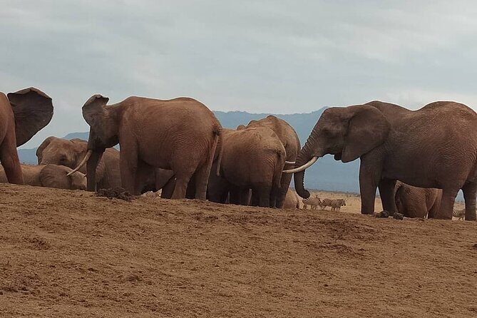 2 Days Safari Tsavo East - Language and guiding notes that can affect your experience