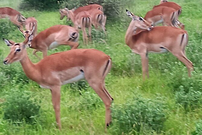 2 Days Safari Tsavo East - Who this Tsavo East safari fits best