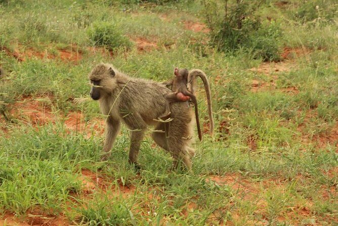 2 Days Safari Tsavo East - Day 2: early morning safari rhythm and the return to Mombasa