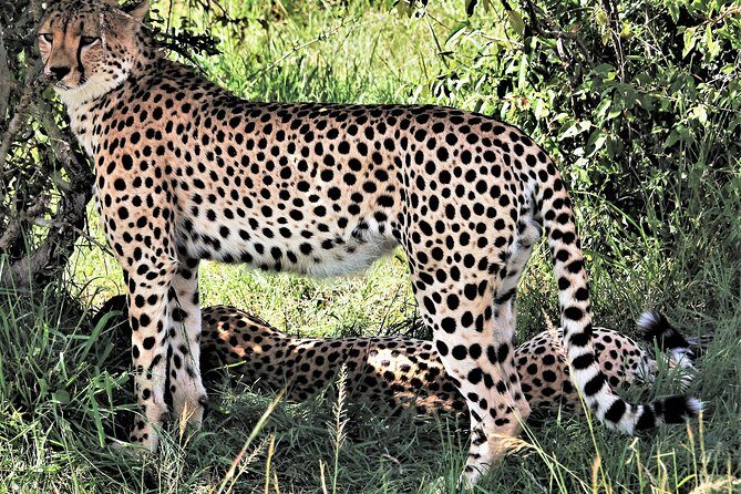 2 Days Tsavo East National Park Tour From Mombasa/Diani (1 Night) - Key highlights to know before you go