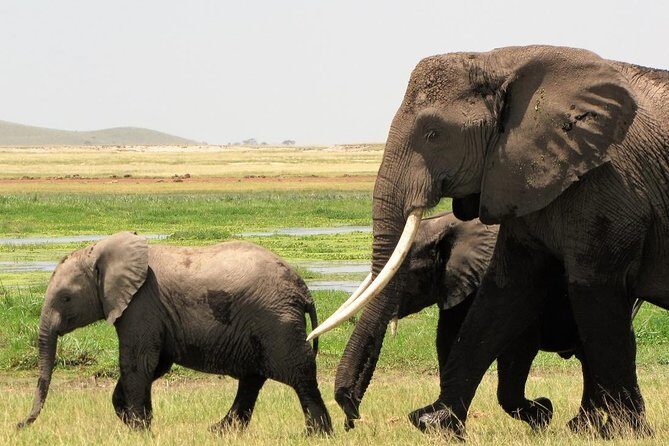 2 Days Tsavo East National Park Tour From Mombasa/Diani (1 Night) - Getting to Tsavo: the hotel pickup and the road time reality