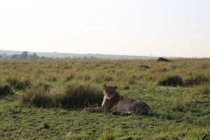2 Days Tsavo East National Park Tour From Mombasa/Diani (1 Night) - Day 1: first game drive, then lodge time, then an afternoon hunt for wildlife