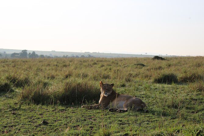 2 Days Tsavo East National Park Tour From Mombasa/Diani (1 Night) - Day 1: first game drive, then lodge time, then an afternoon hunt for wildlife