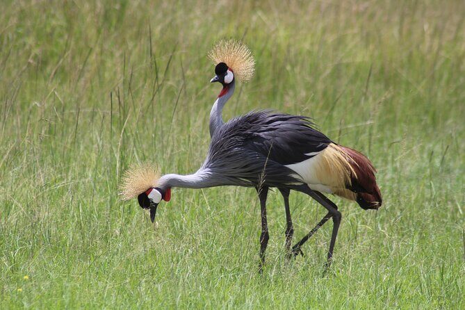 3-Day Amboseli National Reserve Safari from Nairobi - Why Amboseli from Nairobi works so well in 3 days