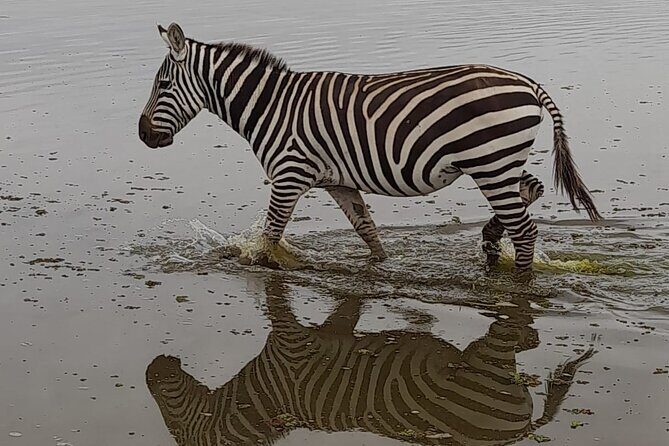 3-Day Amboseli Safari from Nairobi - Day 2: Full-day game drives plus a picnic on Observation Hill