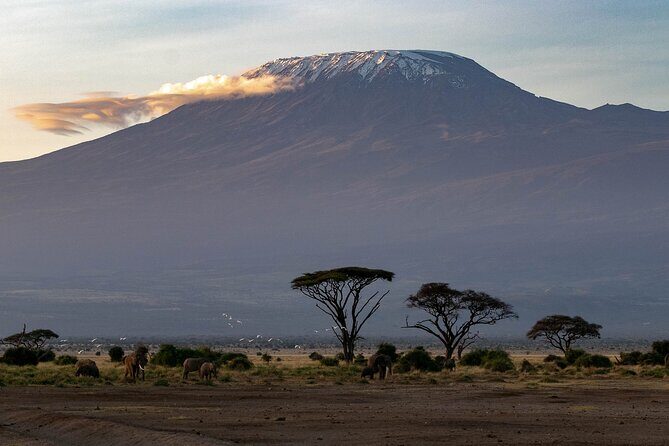 3-Day Amboseli Safari from Nairobi - Private safari feel vs small-group sharing (max six people)