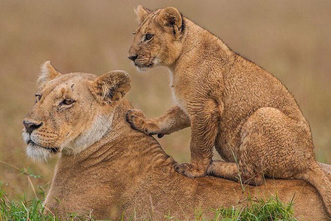 3-Day Maasai Mara Guided Safari From Nairobi - Nairobi Drop-Off Day: Souvenir Stops and a Late Arrival