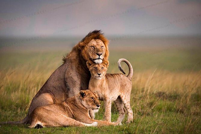 3-Day Maasai Mara Guided Safari From Nairobi - Price and Real Costs: What $246.58 Covers (and What It Doesn’t)