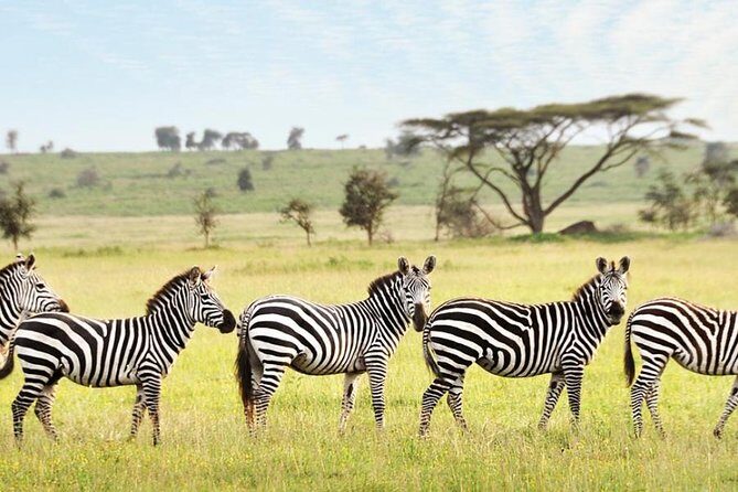 3-Day Maasai Mara Guided Safari From Nairobi - Vehicles, Guides, and the Small-Group Advantage With Ben