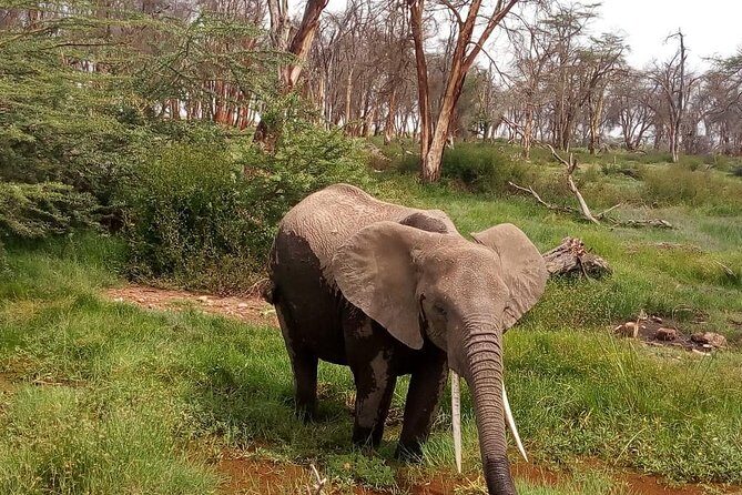 3 Day Maasai Mara & Migration safari - Window-seat game drives and sleeping near the action