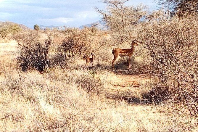 3 Day Maasai Mara & Migration safari - Day 2: Mara River lunch and a full day for Big Five chances