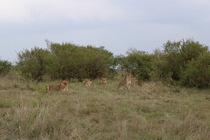3-Day Maasai Mara Sharing Safari in a 4x4 Land Cruiser Jeep - Day 3: Early drive back to Nairobi plus an optional Maasai village tour