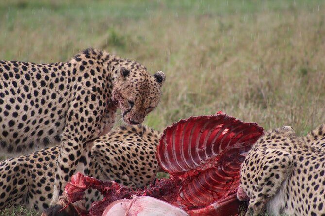 3-Day Maasai Mara Sharing Safari in a 4x4 Land Cruiser Jeep - Price and value: is $244 per person a good deal?