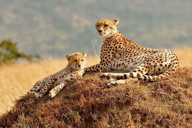 3 Day Masai Mara Budget Joining Safari on 4×4 - Daily Departures - Why This Maasai Mara 4×4 Joining Safari Fits Budget Travelers