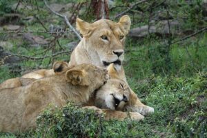 3 Day Masai Mara Budget Joining Safari on 4×4 - Daily Departures - Nairobi Pickup, Rift Valley Viewpoint, and Day 1 Arrival by 3:30pm