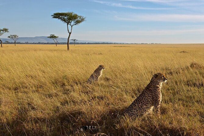 3-Day Masai Mara Group Joining Safari Adventure - Key Highlights You’ll Feel Immediately