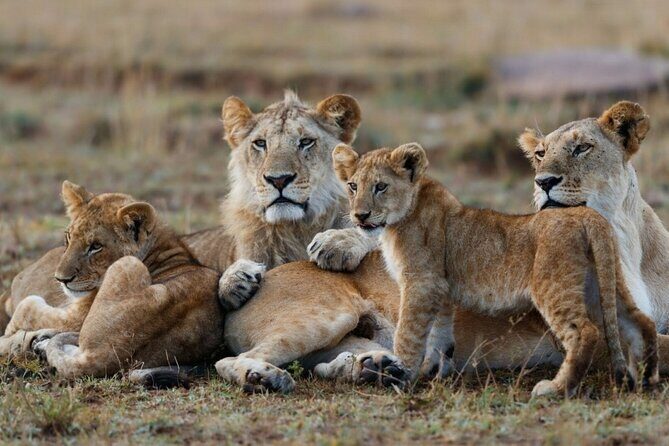 3-Day Masai Mara Group Joining Safari Adventure - Masai Mara in 3 Days: What This Safari Really Delivers