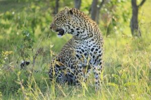 3-Day Masai Mara Group Joining Safari Adventure - Day 1: Rift Valley Views, Picnic Lunch, Then a Strong Evening Drive
