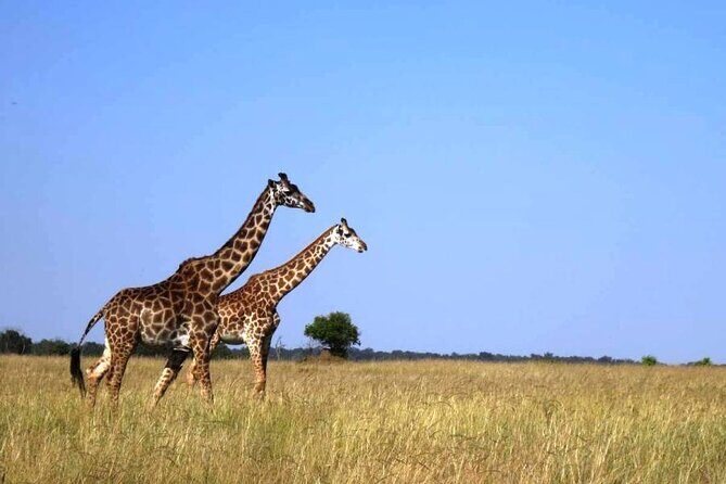 3-Day Masai Mara Group Joining Safari Adventure - Day 2: A Full Day in Masai Mara and Time Near the Mara River