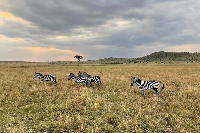 3-Day Masai Mara Group Joining Safari Adventure - Group Size and Timing: Why Max 7 Per Van Helps Your Sighting Chances