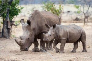 3-Day Masai Mara Group Safari with Pick Up - Price and Value: Does $1,195 Per Person Add Up?