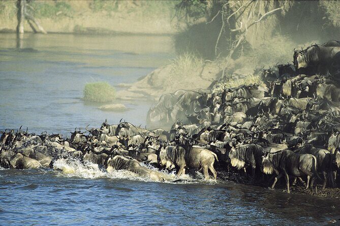 3-Day Masai Mara Group Safari with Pick Up - Optional Maasai Visit: Adding People to the Park Story