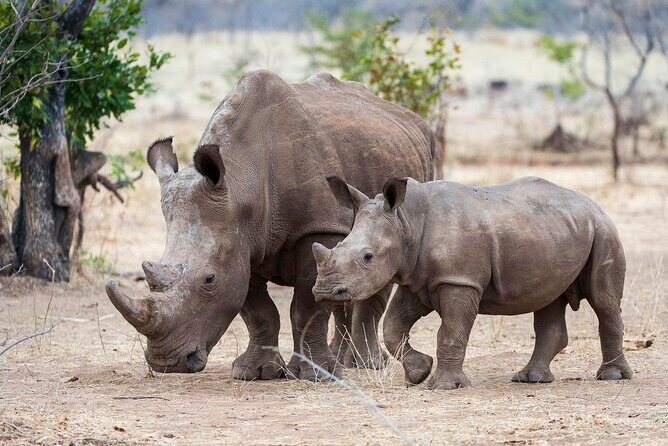3-Day Masai Mara Group Safari with Pick Up - Price and Value: Does $1,195 Per Person Add Up?