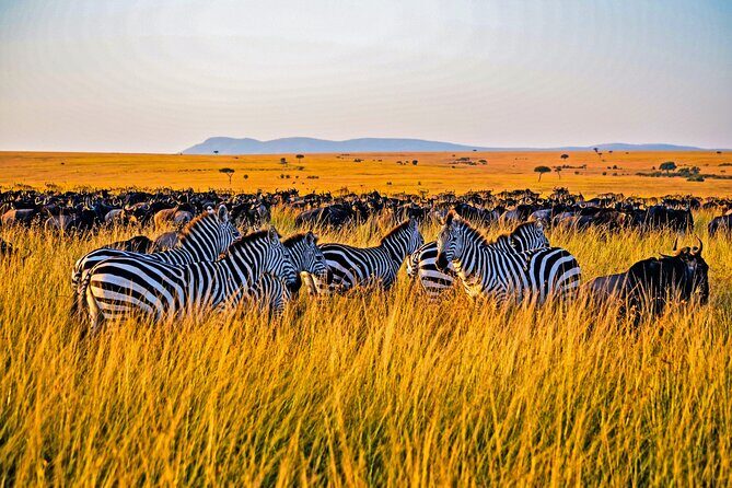 3-Day Masai Mara Jeep Safari - First Contact With Masai Mara: Afternoon Game Drive and Tented Camp Comfort