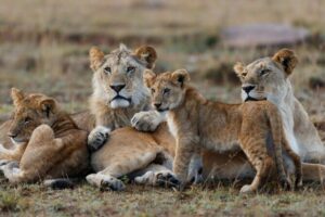 3-Day Masai Mara Jeep Safari - Day 2: Big Five Hunting on Safari Roads (Plus the Mara River)