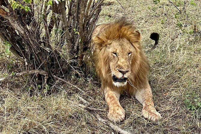 3-Day Masai Mara Jeep Safari - Who Should Book This 3-Day Masai Mara Jeep Safari?