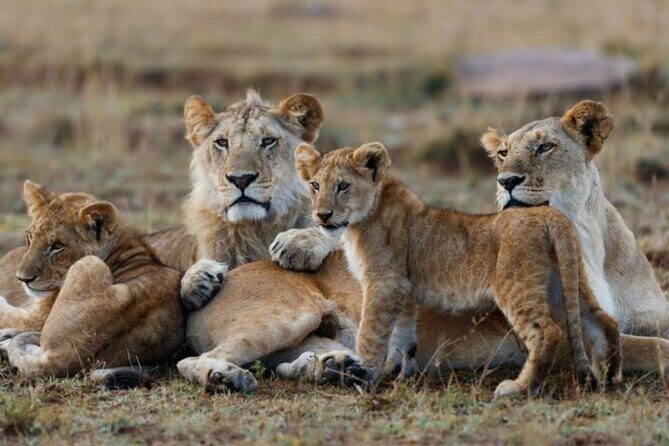 3-Day Masai Mara Jeep Safari - Day 2: Big Five Hunting on Safari Roads (Plus the Mara River)
