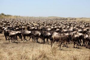 3-Day Masai Mara Luxury Safari - Day 1: first game drive, then sleep to the bush