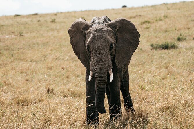 3-Day Masai Mara Luxury Safari - Day 3: a final morning drive, then back to Nairobi