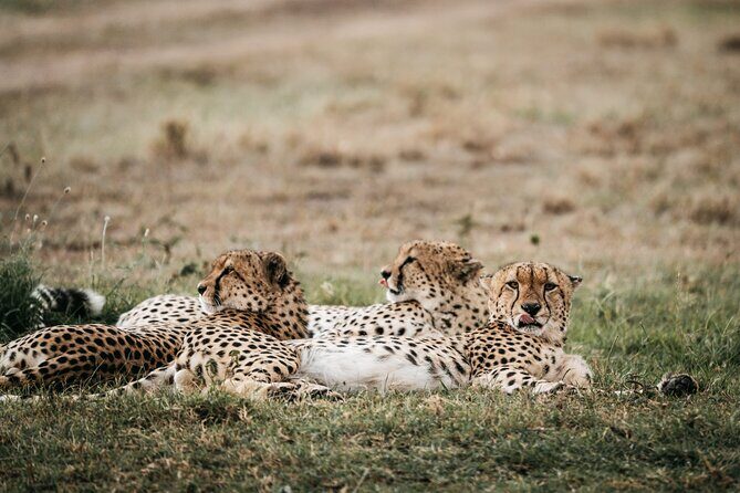 3-Day Masai Mara Luxury Safari - Who should book this Maasai Mara luxury safari from Nairobi?